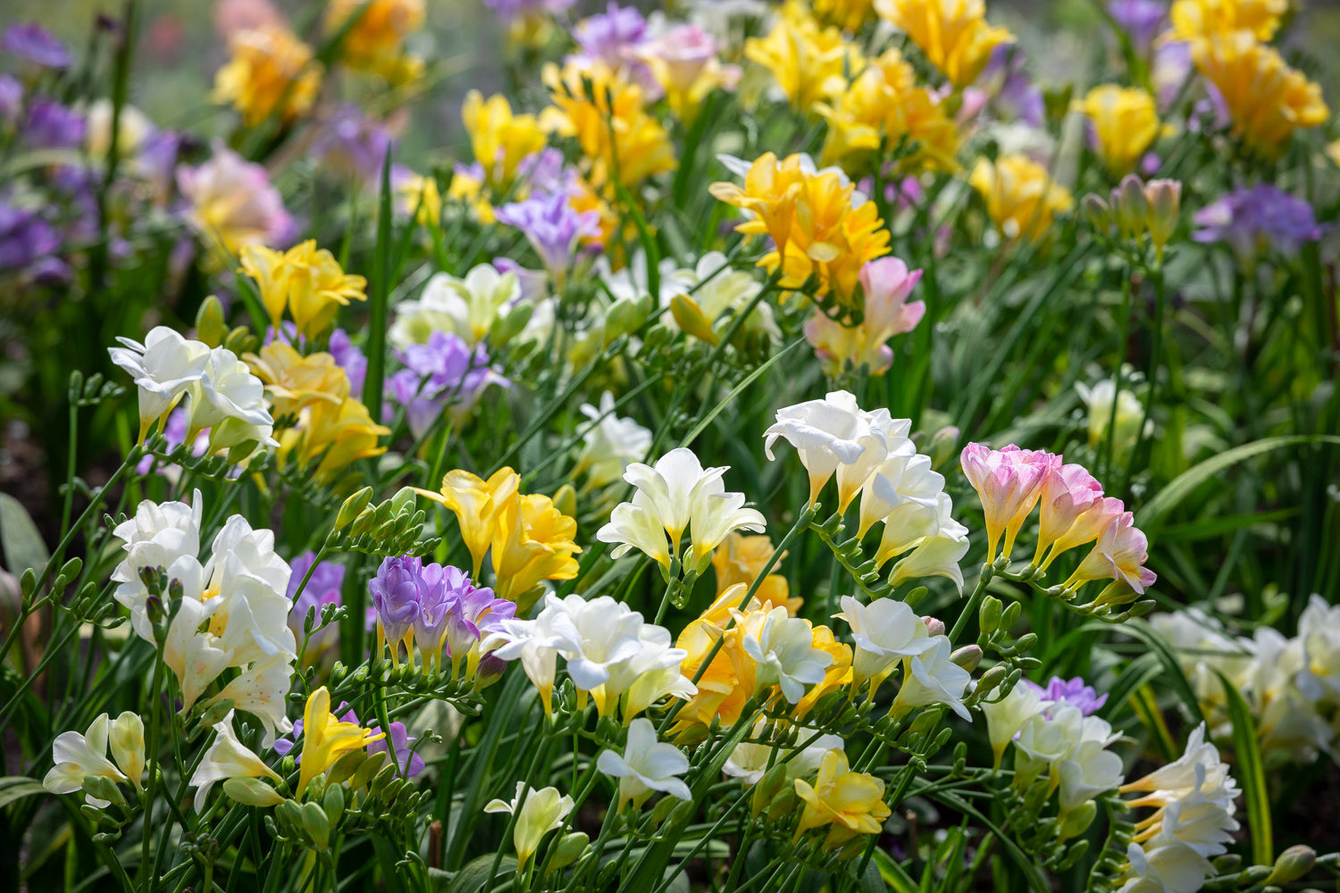 How to plant, grow & care for freesias