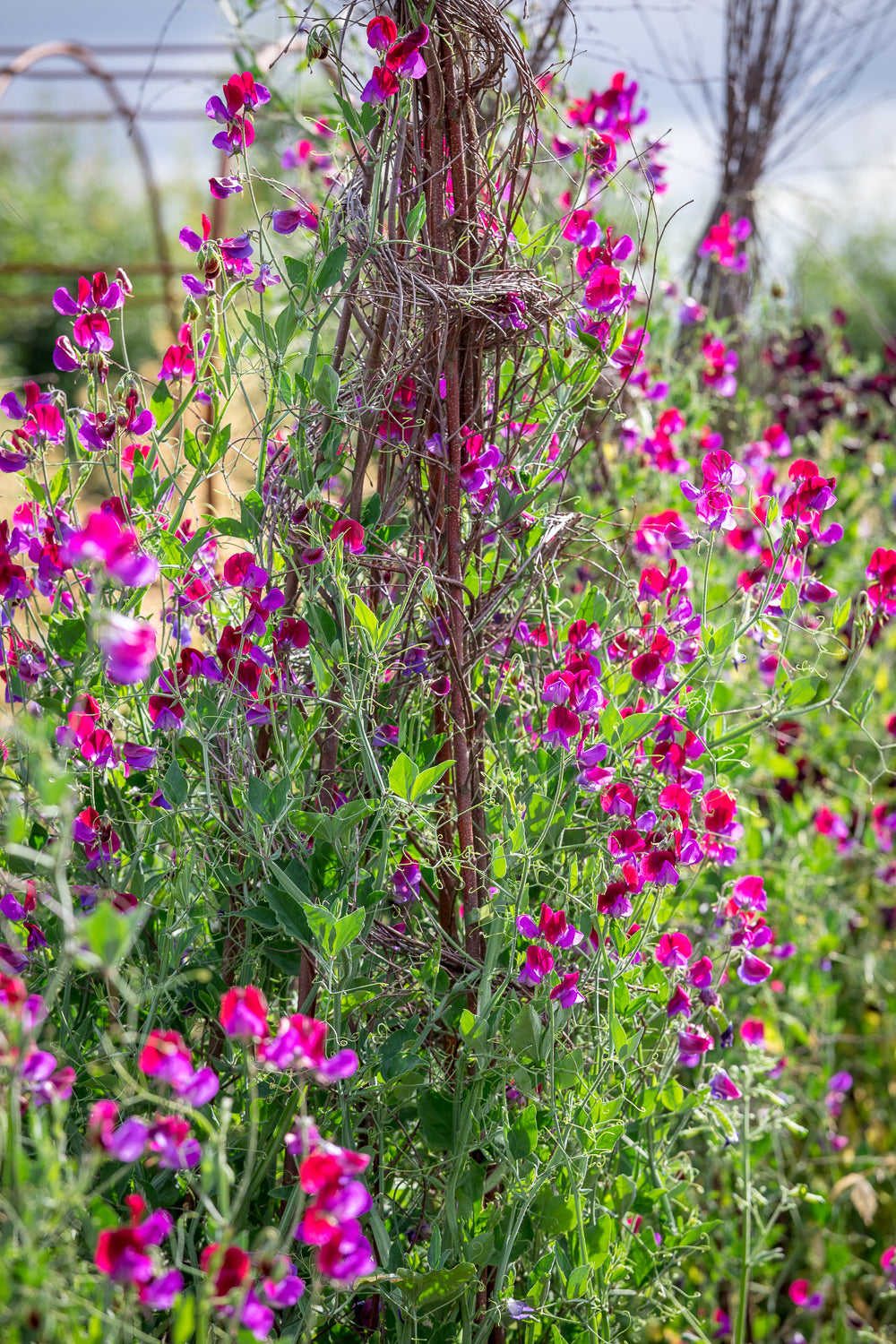 Sweet pea climbing frames and systems