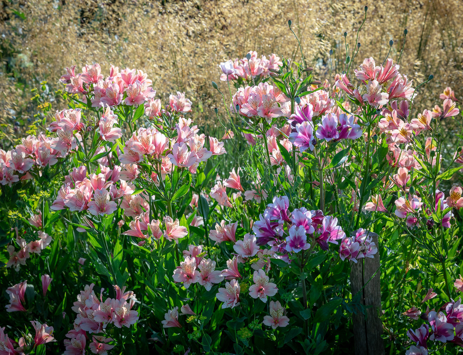 How to plant, grow & care for alstroemerias