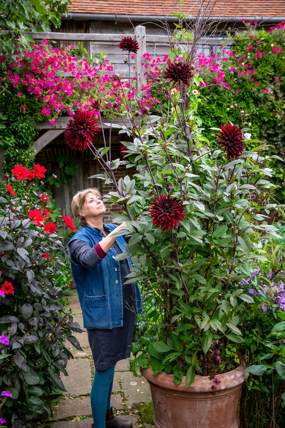 Container dahlias: Why Sarah loves these