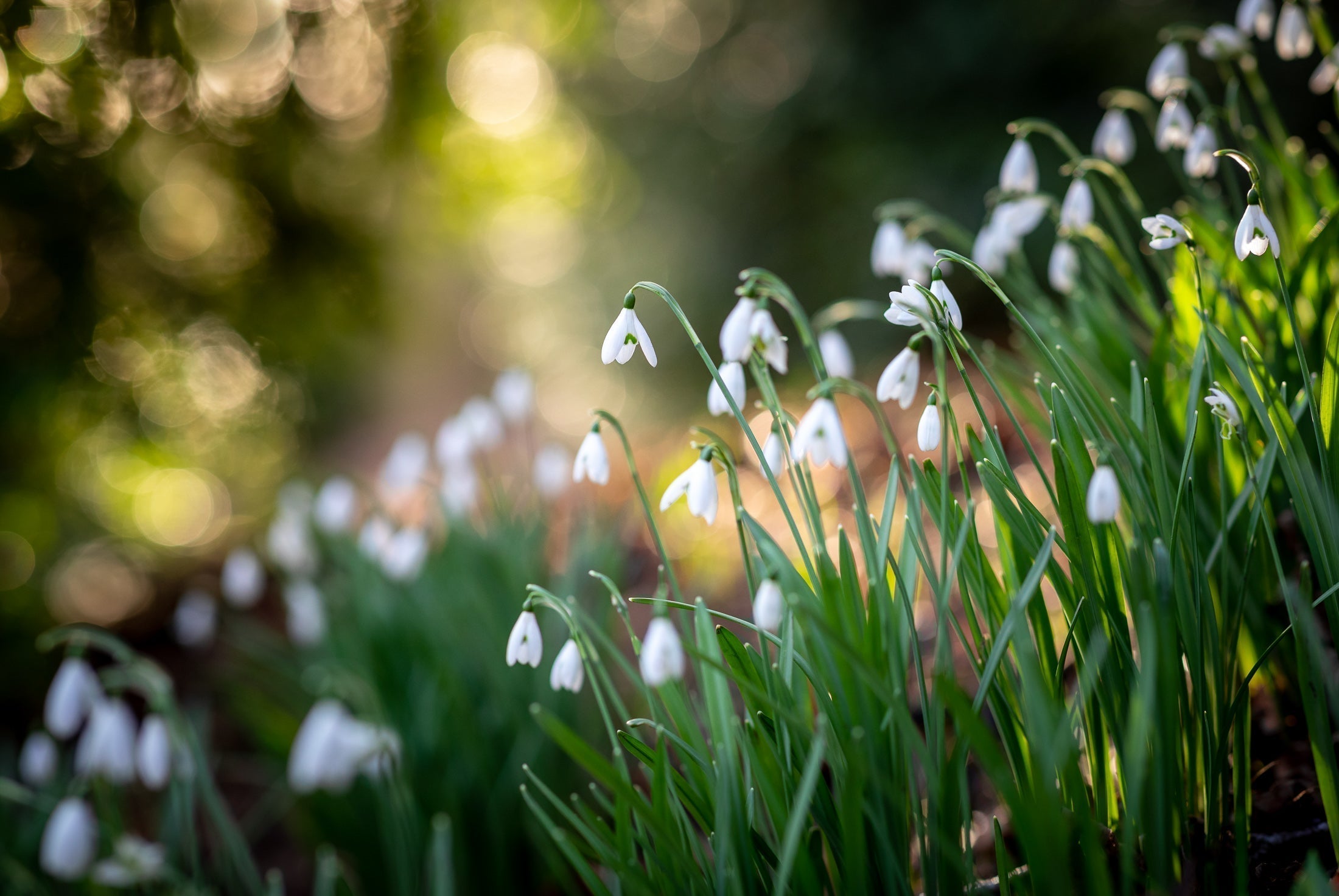 February in the garden