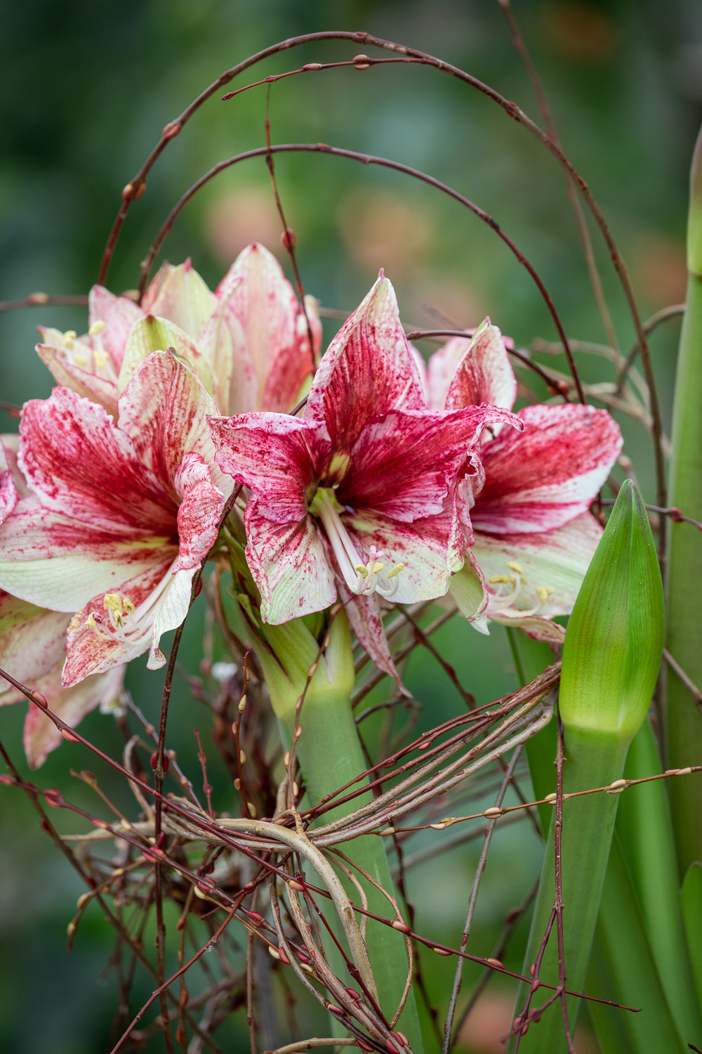 How to plant, grow & care for amaryllis