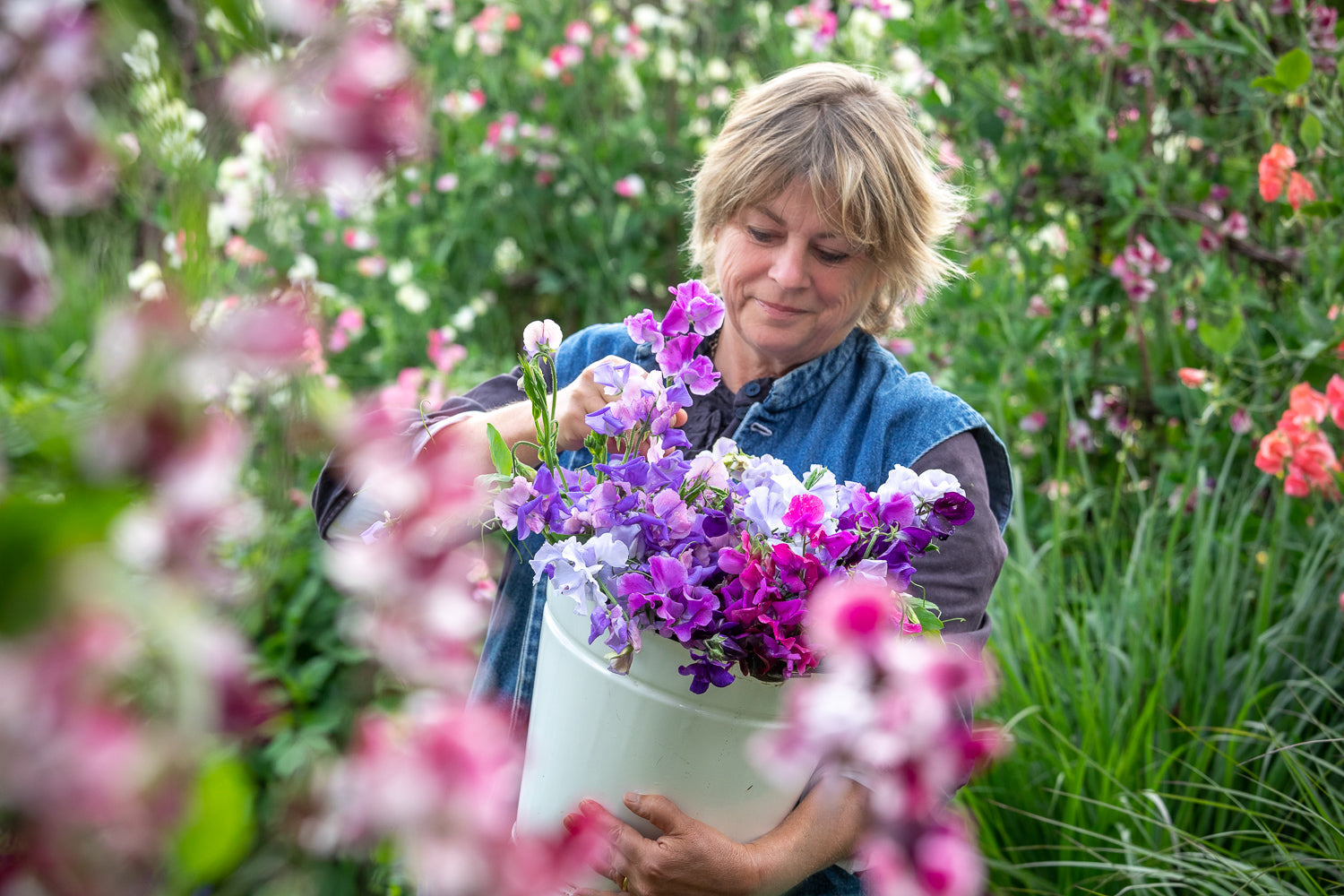 Sweet peas: why sarah loves them and how to cut them