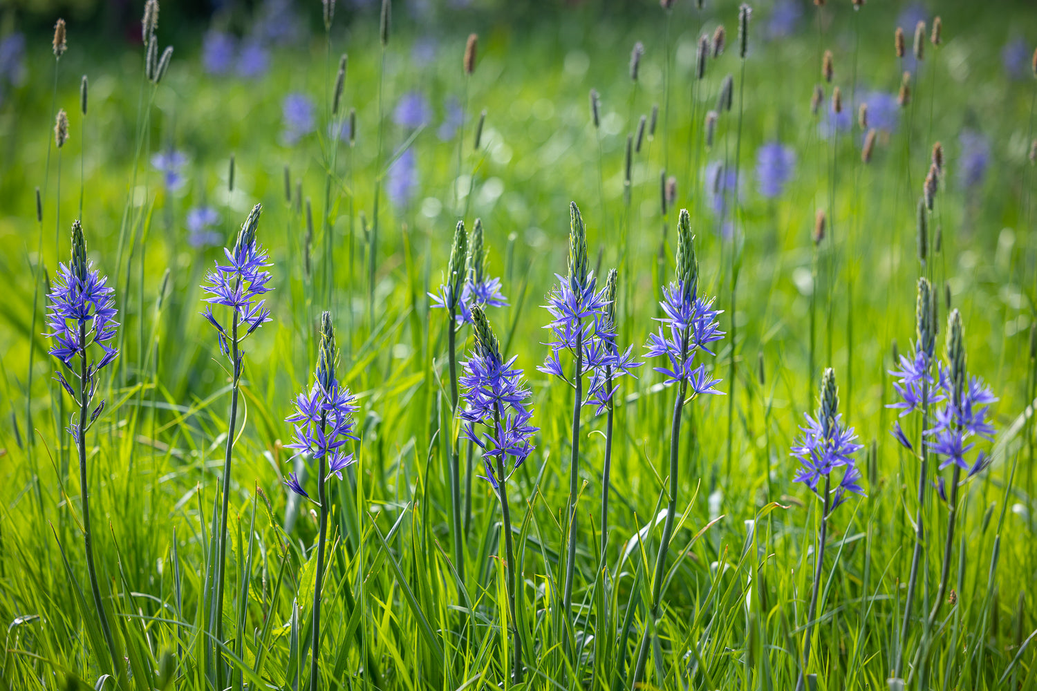How to plant, grow & care for camassia