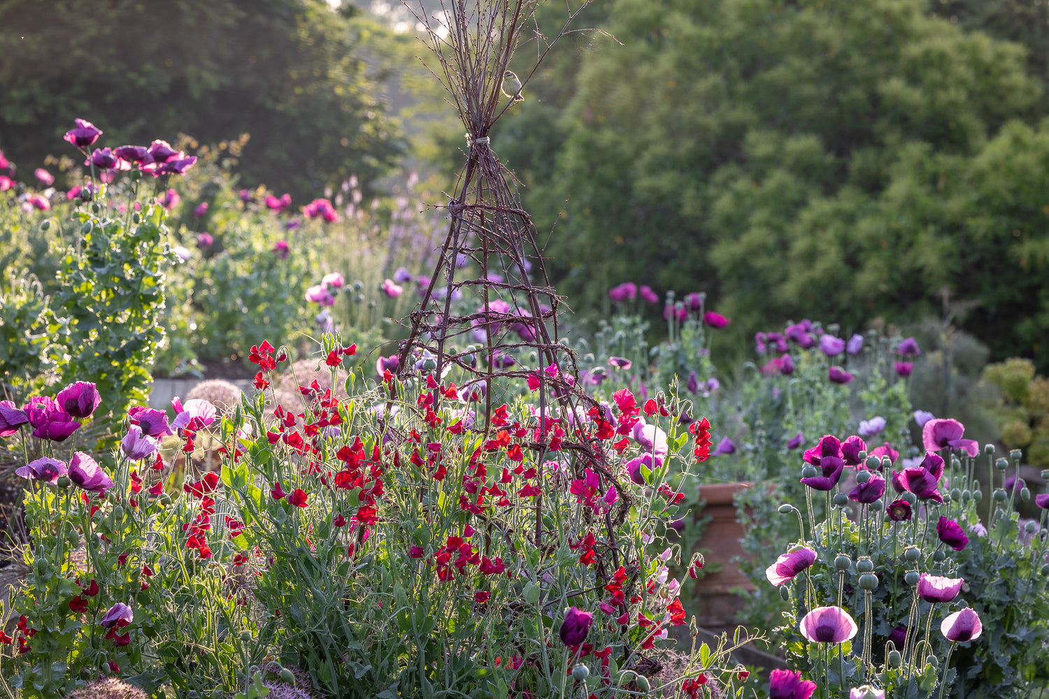 June in the garden