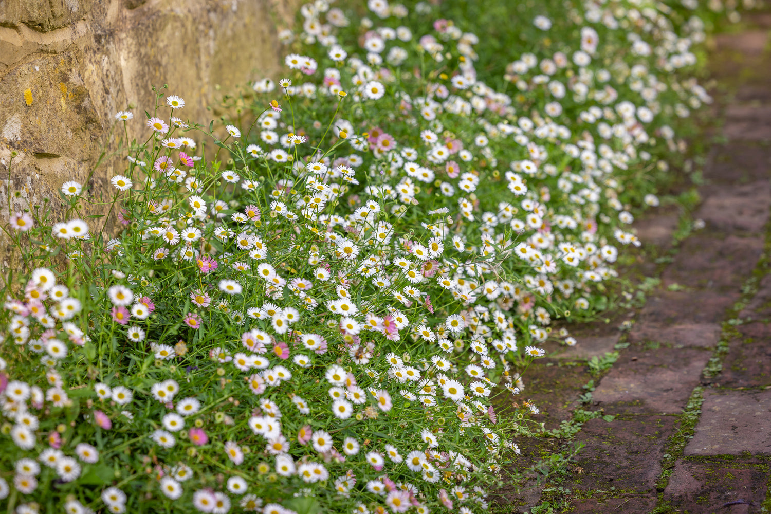 Erigeron karvinskianus: Why Sarah loves this