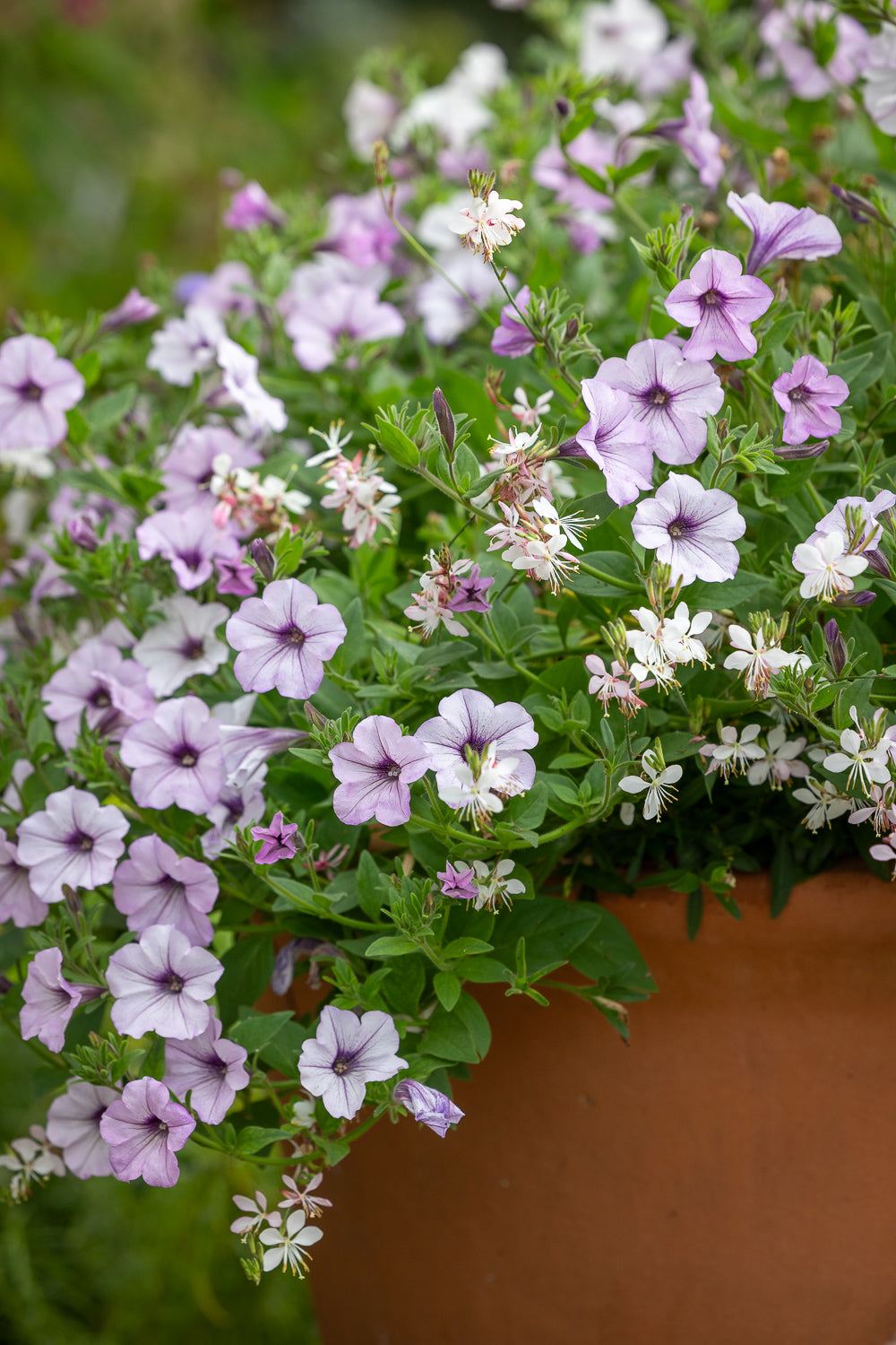 How to plant, grow & care for petunias