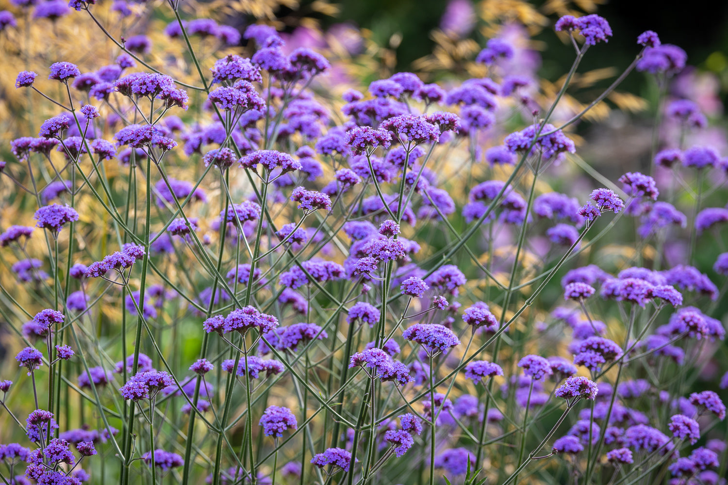 How to plant, grow & care for verbena