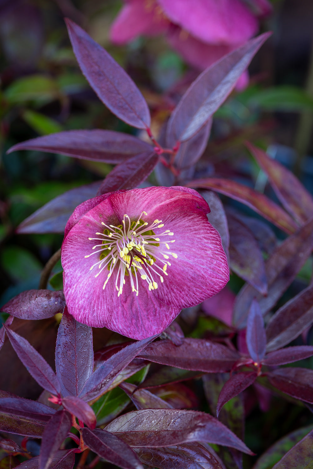 How to plant, grow & care for hellebores