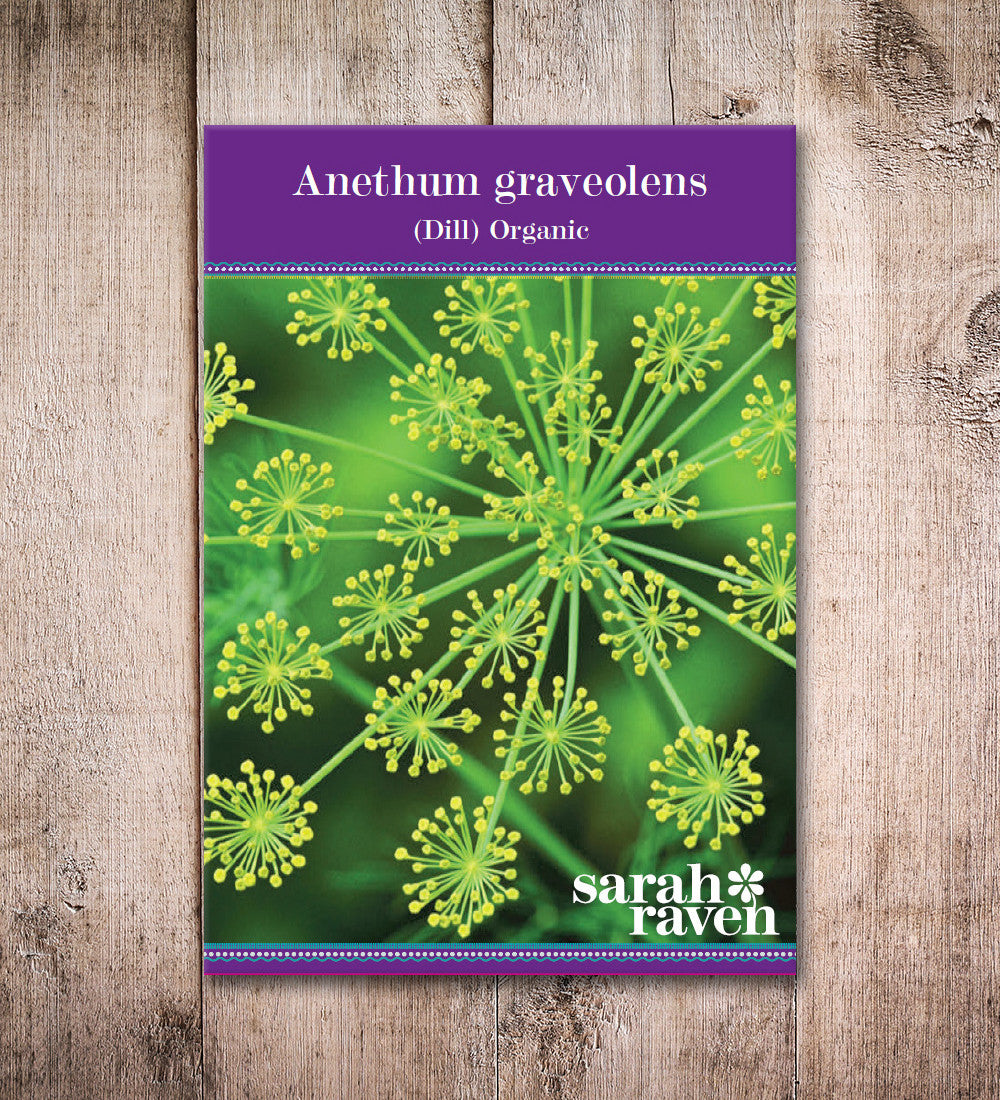 Dill (Anethum graveolens)