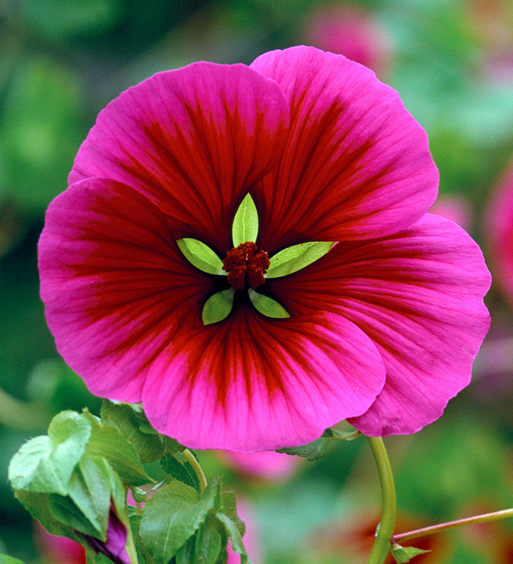 Malope trifida 'Vulcan'