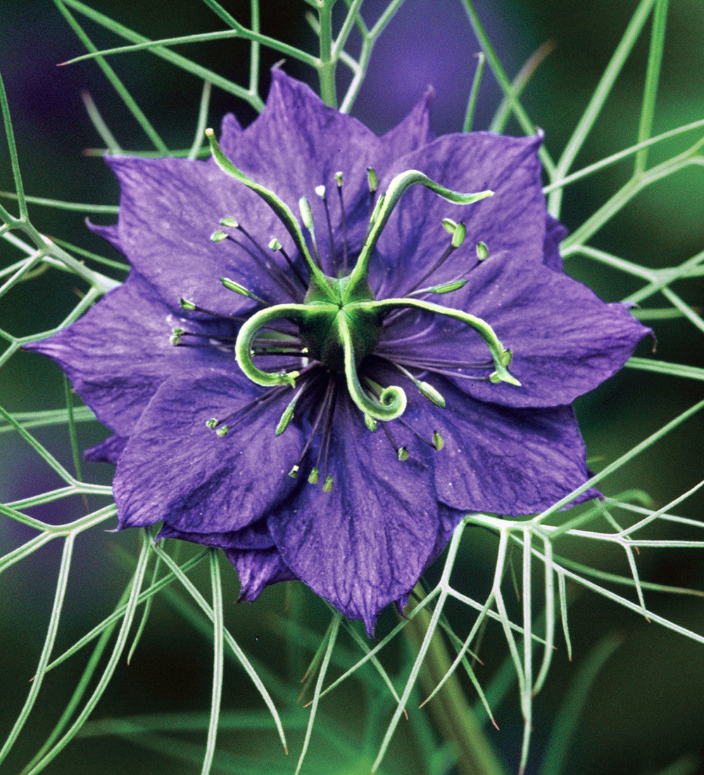 Nigella damascena 'Deep Blue'