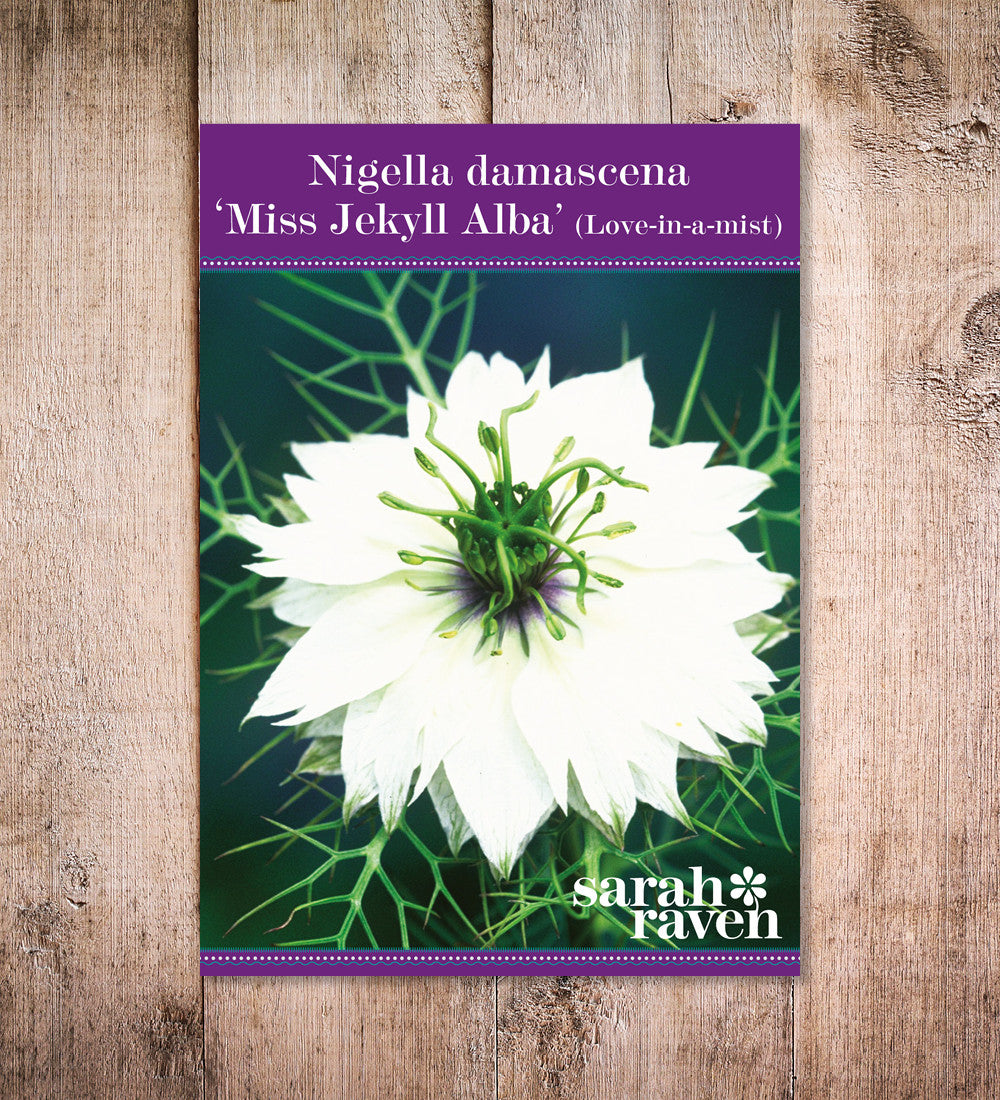 Nigella damascena 'Miss Jekyll Alba'
