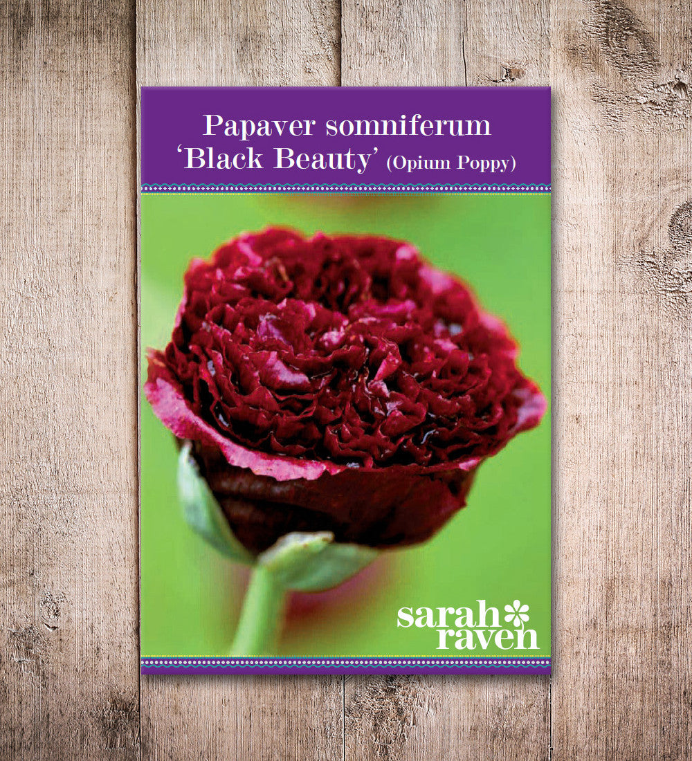 Papaver somniferum 'Black Beauty'
