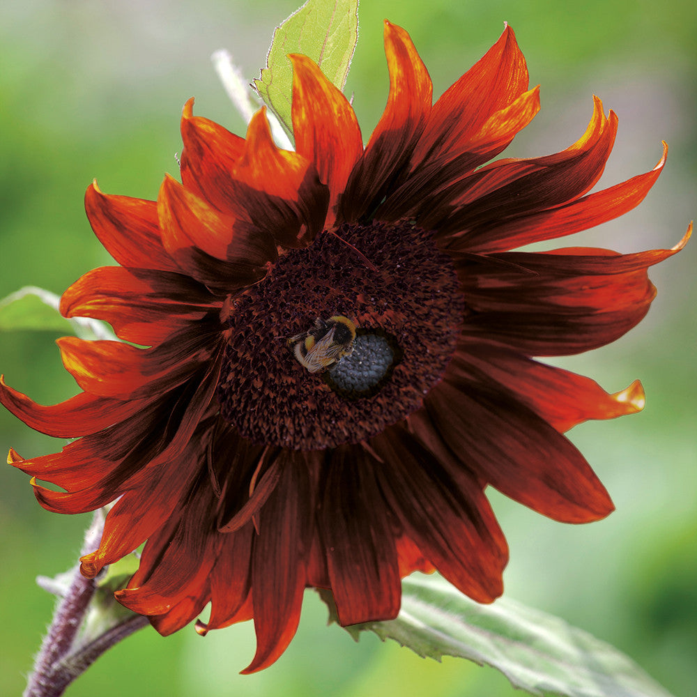 Helianthus annuus 'Claret' F1  (Sunflower)