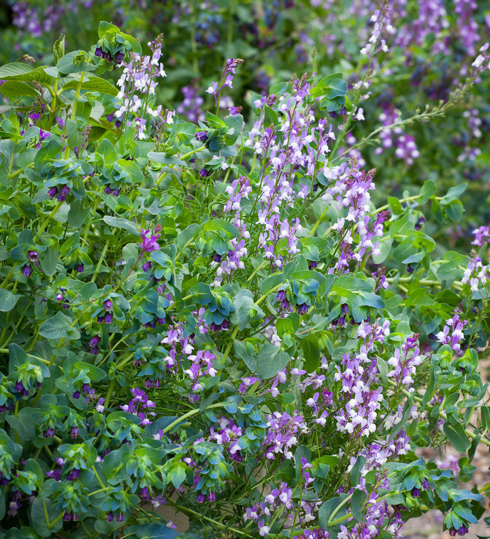 Linaria maroccana 'Licilia Azure'