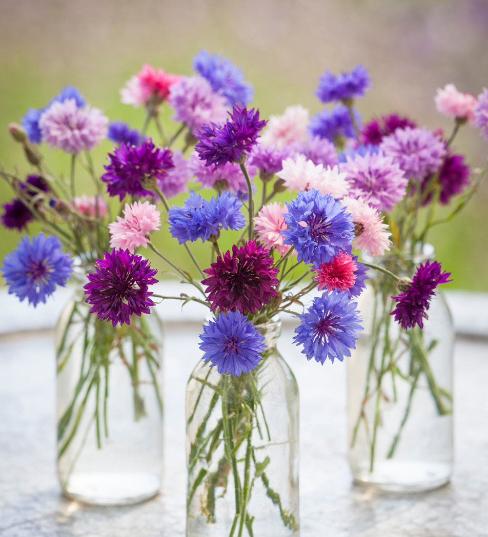 Centaurea cyanus 'Polka Dot Mixed' | Sarah Raven