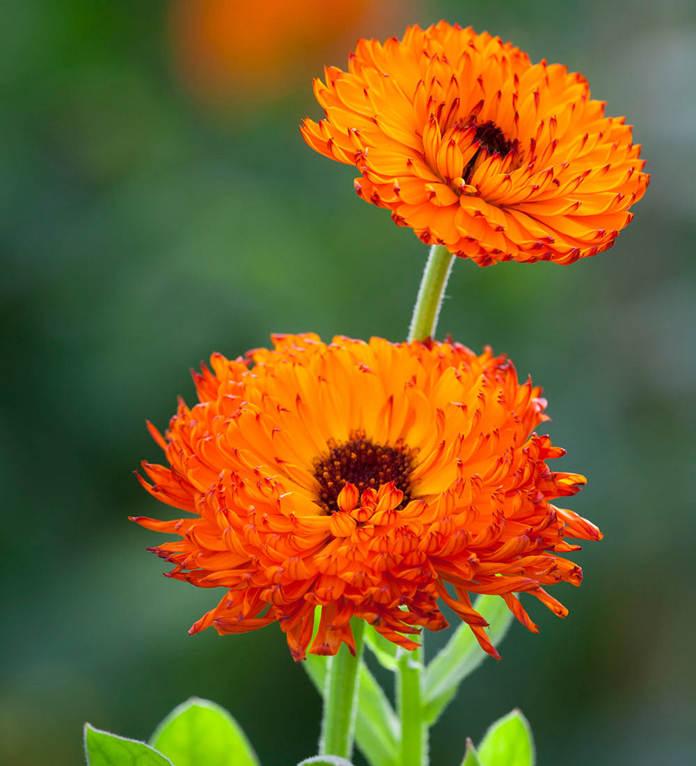 Calendula officinalis 'Neon'