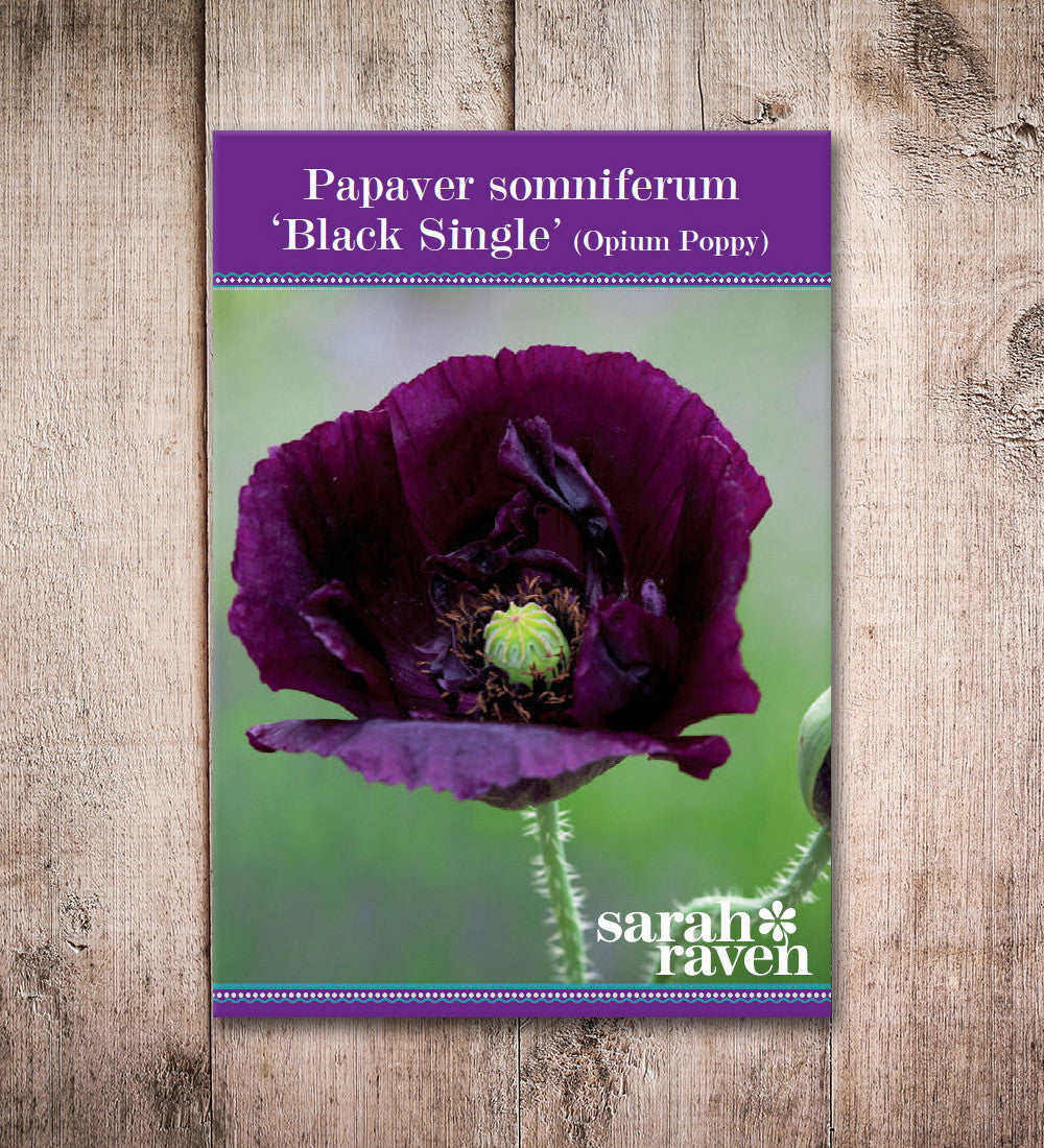 Papaver somniferum 'Black Single'
