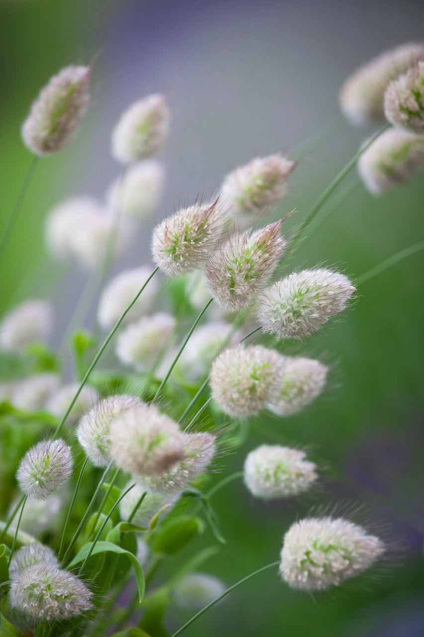 Lagurus ovatus (Bunny's Tail Grass)