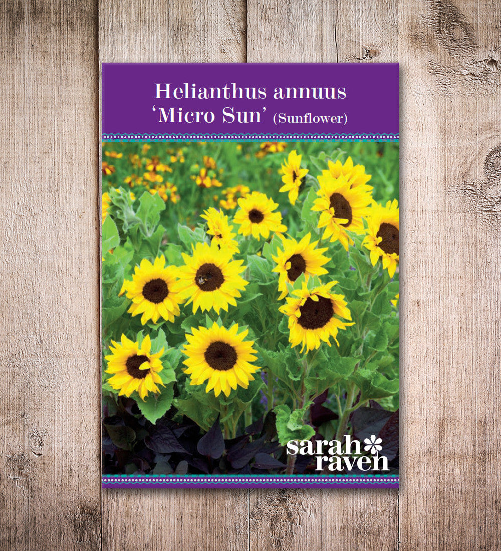 Helianthus annuus 'Micro Sun' (Sunflower)