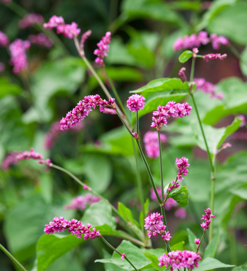 Persicaria orientalis