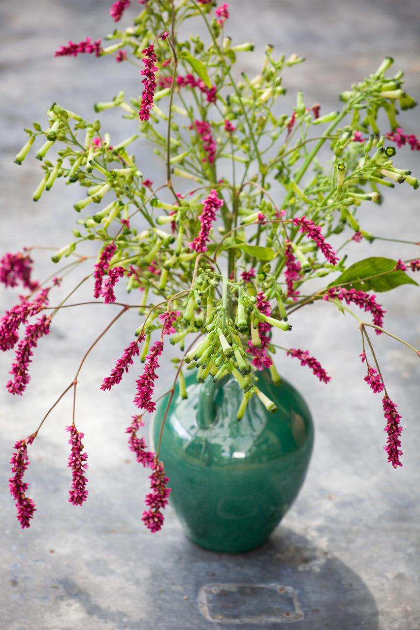 Persicaria orientalis