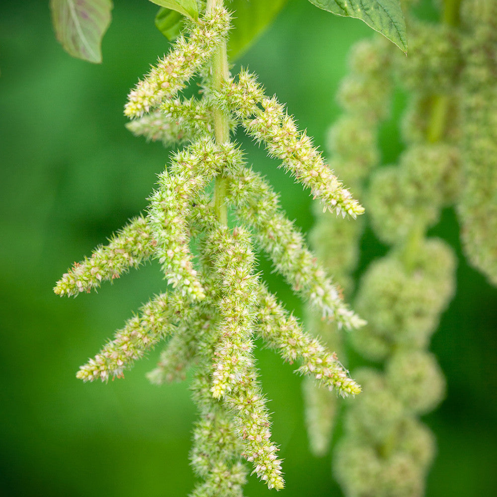 Amaranthus caudatus 'Viridis'