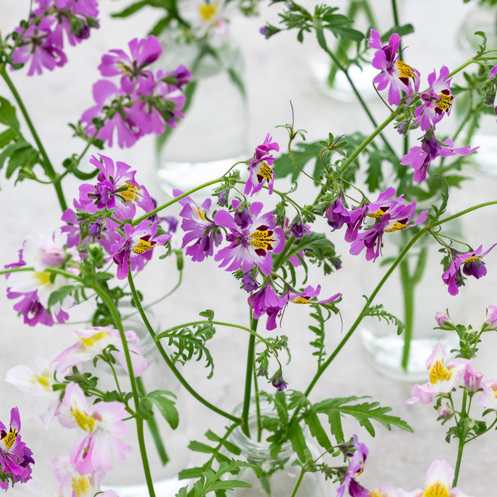 Schizanthus x wisetonensis 'Dr. Badger's Hybrids' Mix (Butterfly Plant)
