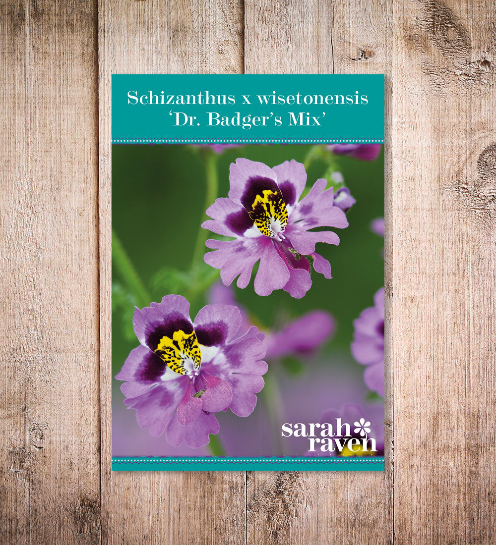 Schizanthus x wisetonensis 'Dr. Badger's Hybrids' Mix (Butterfly Plant)