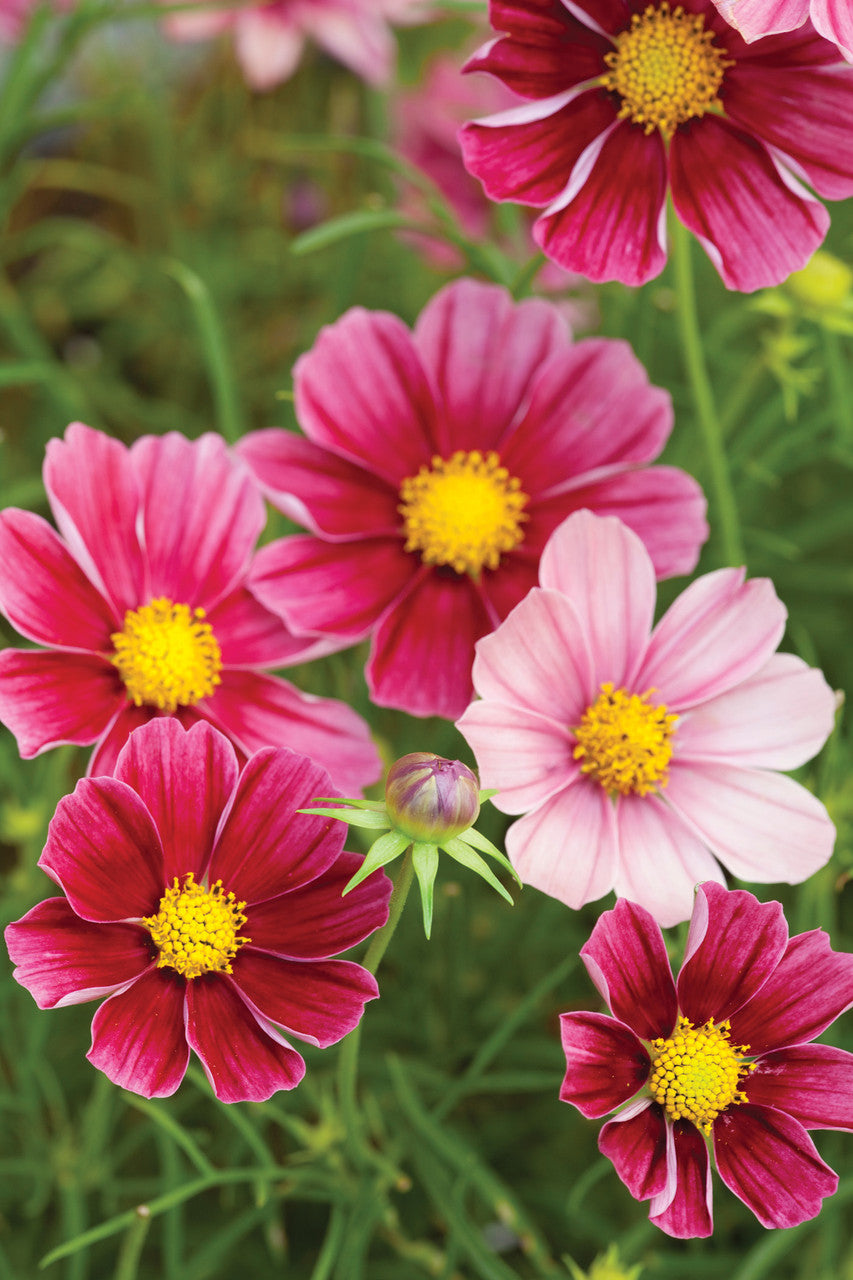 Cosmos bipinnatus 'Antiquity'