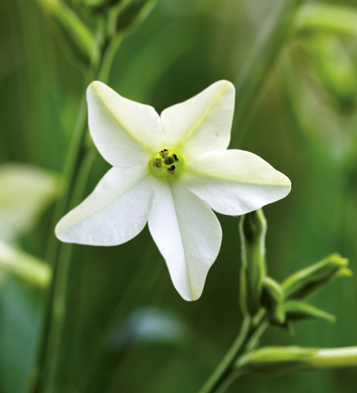 Nicotiana alata 'Grandiflora'
