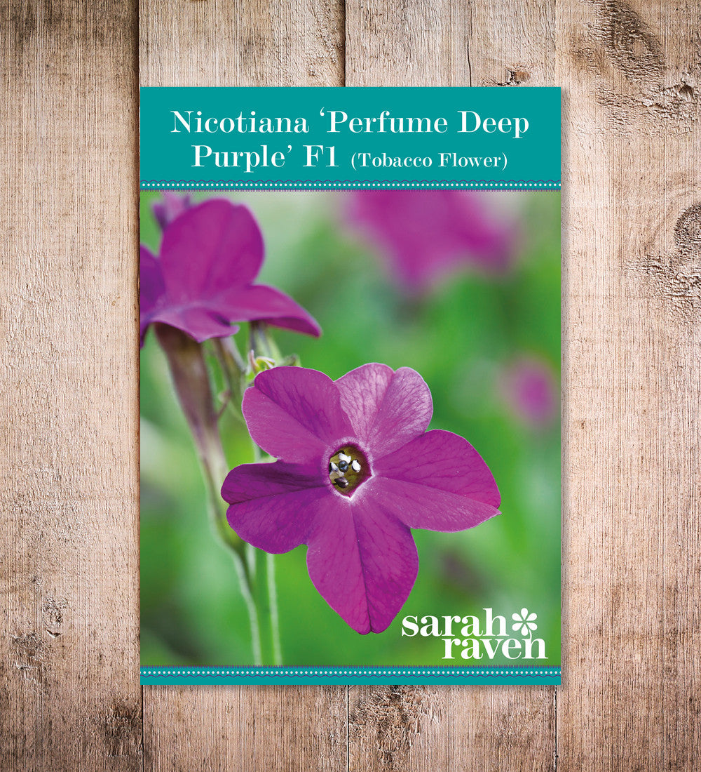 Nicotiana sanderae 'Perfume Purple'