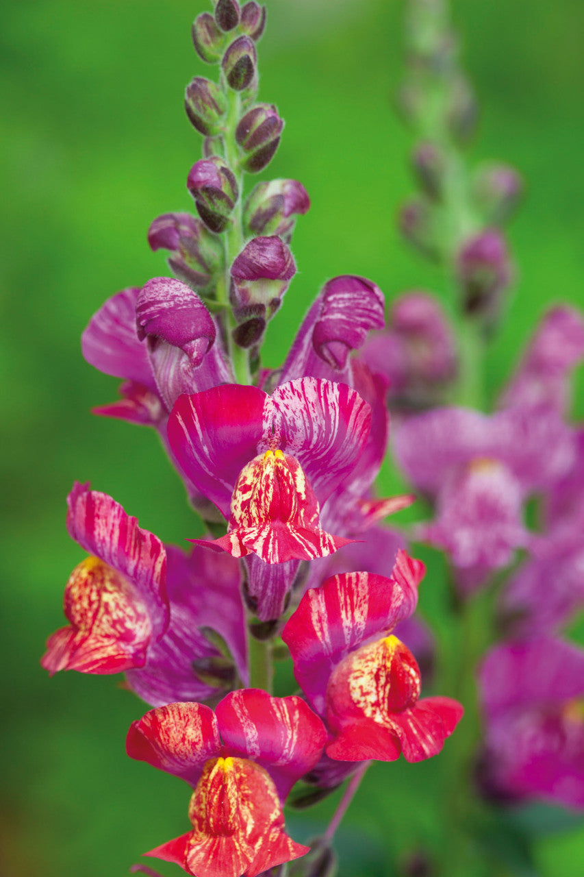 Antirrhinum majus 'Bizarre Hybrids'