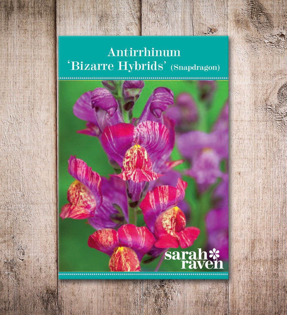 Antirrhinum majus 'Bizarre Hybrids'