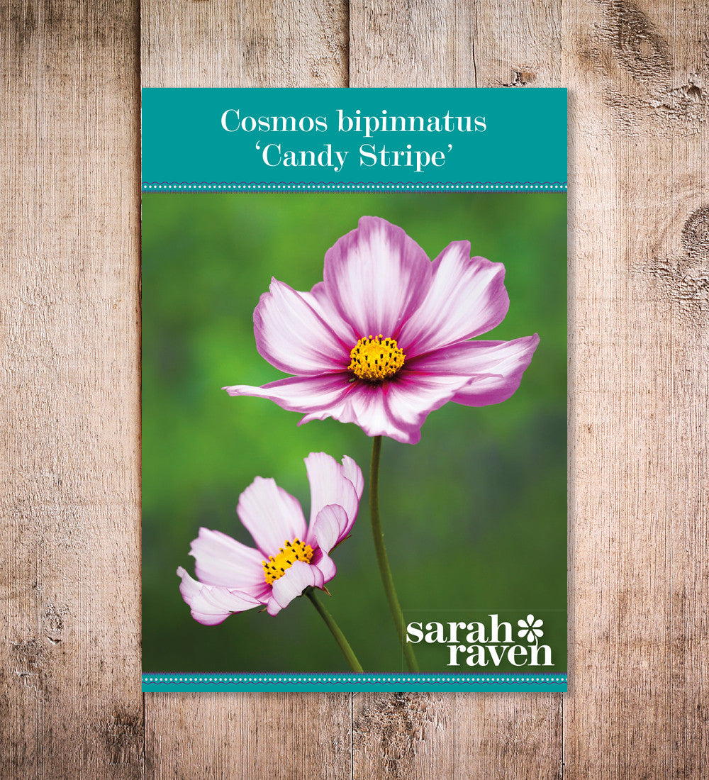 Cosmos bipinnatus 'Candy Stripe'