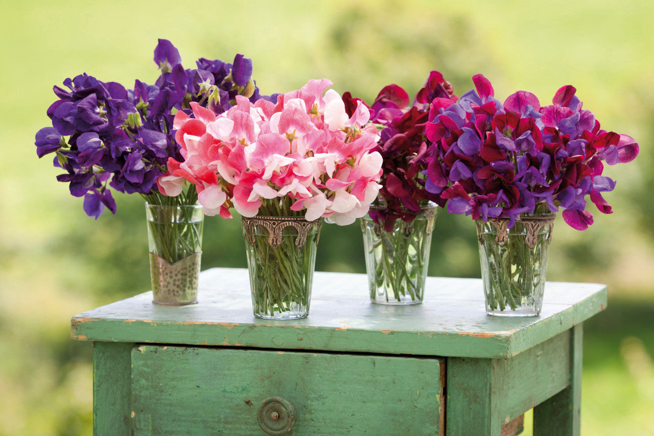 Sweet Pea 'Black Knight'