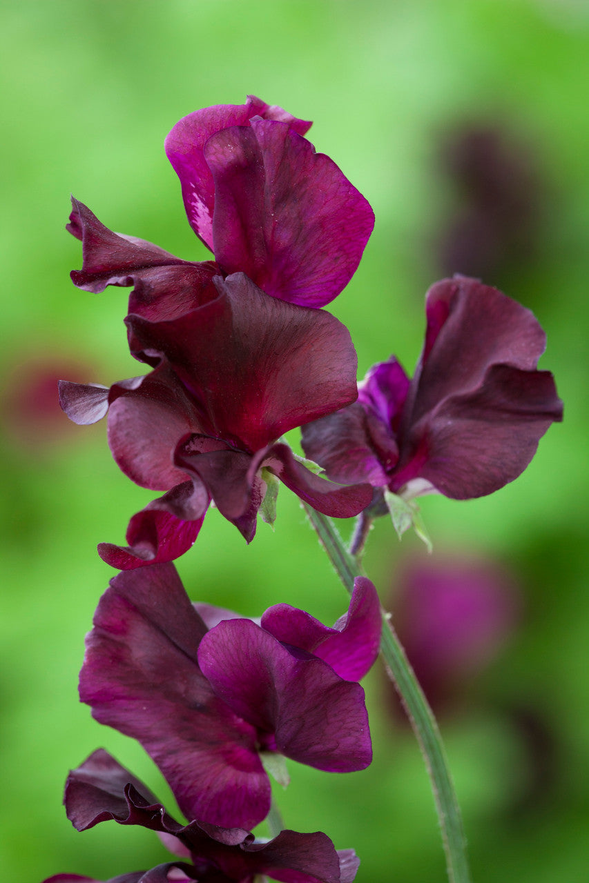 Sweet Pea 'Windsor'