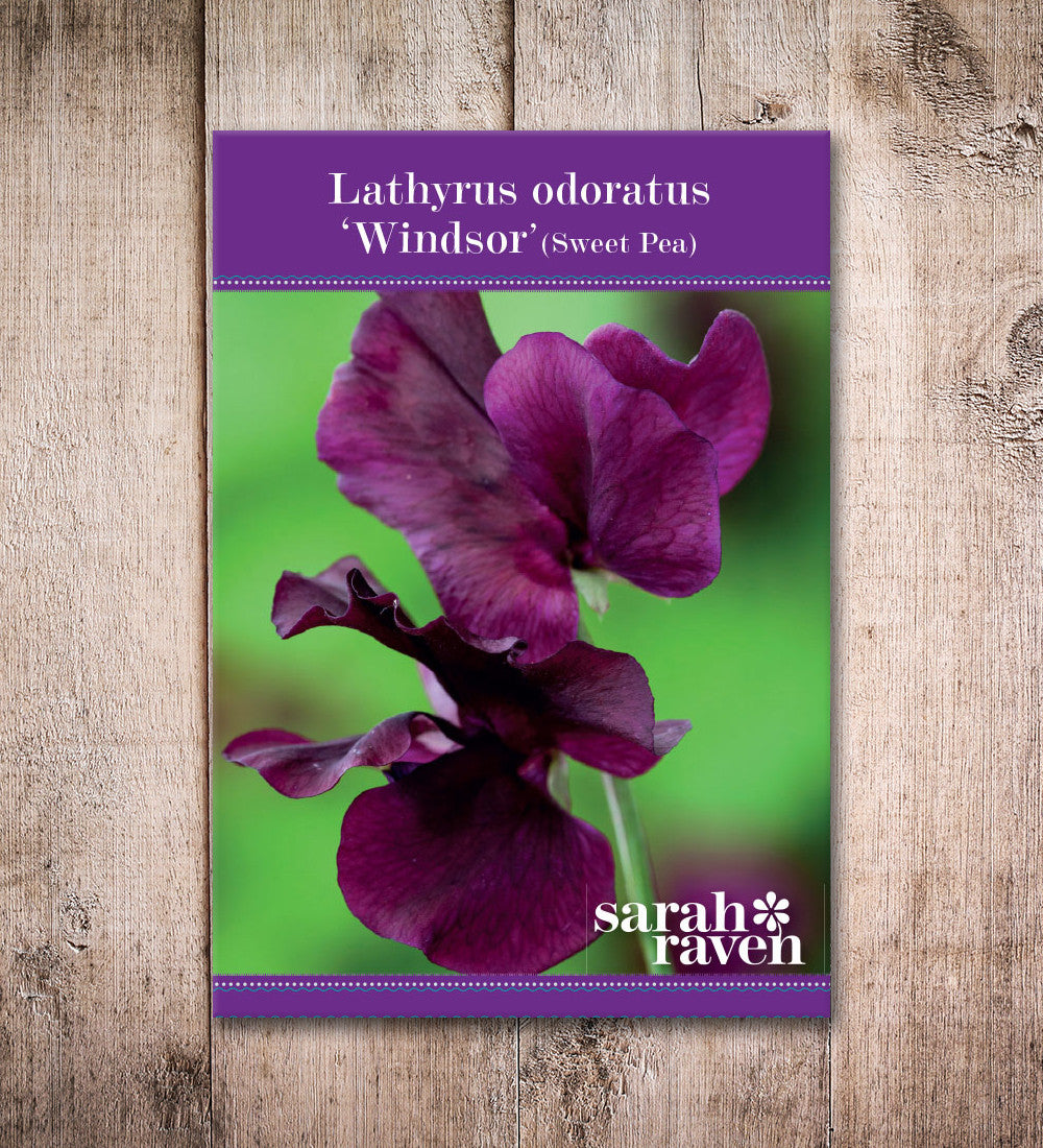 Sweet Pea 'Windsor'