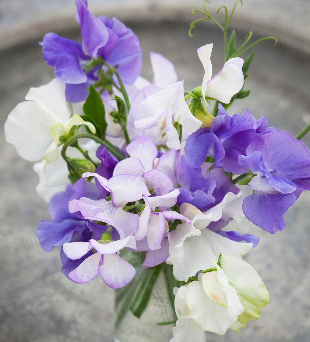 Clouds of Scent Sweet Pea Collection