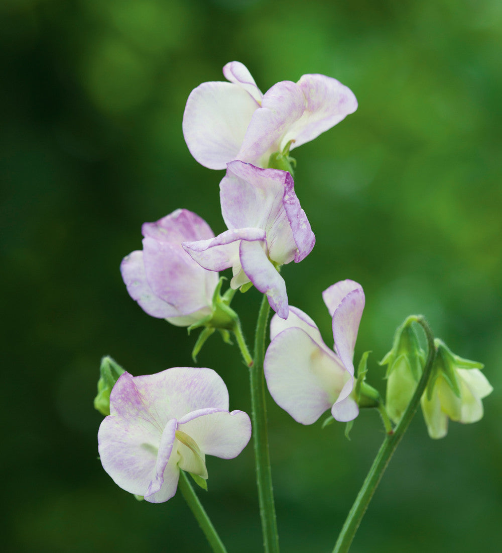 Clouds of Scent Sweet Pea Collection