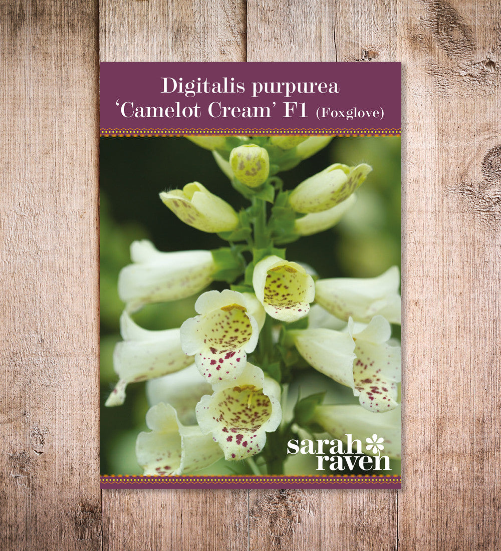 Digitalis purpurea 'Camelot Cream' F1