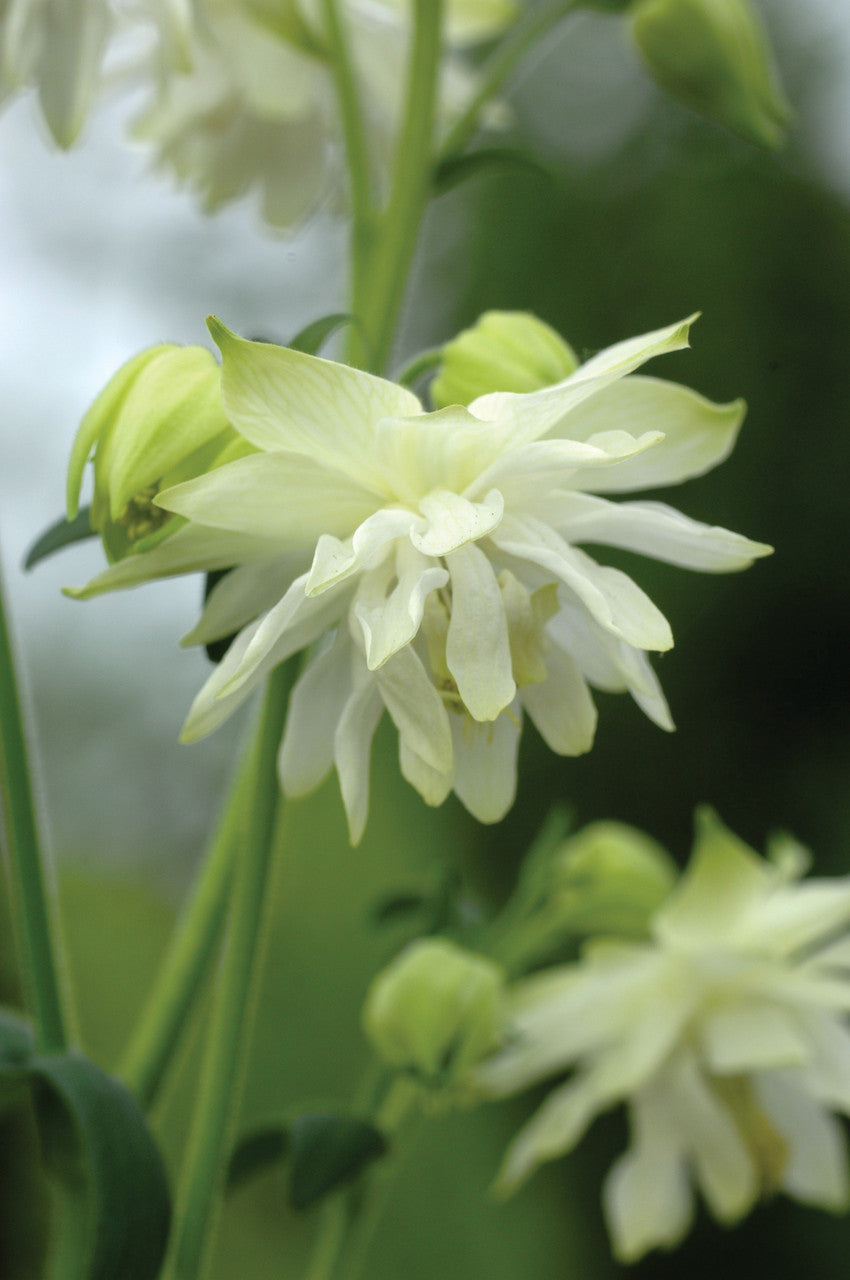 Aquilegia vulgaris 'Lime Sorbet'