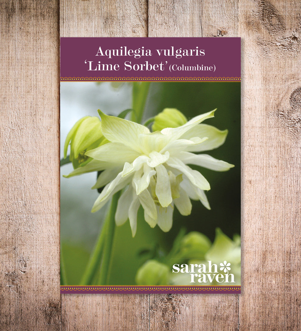Aquilegia vulgaris 'Lime Sorbet'