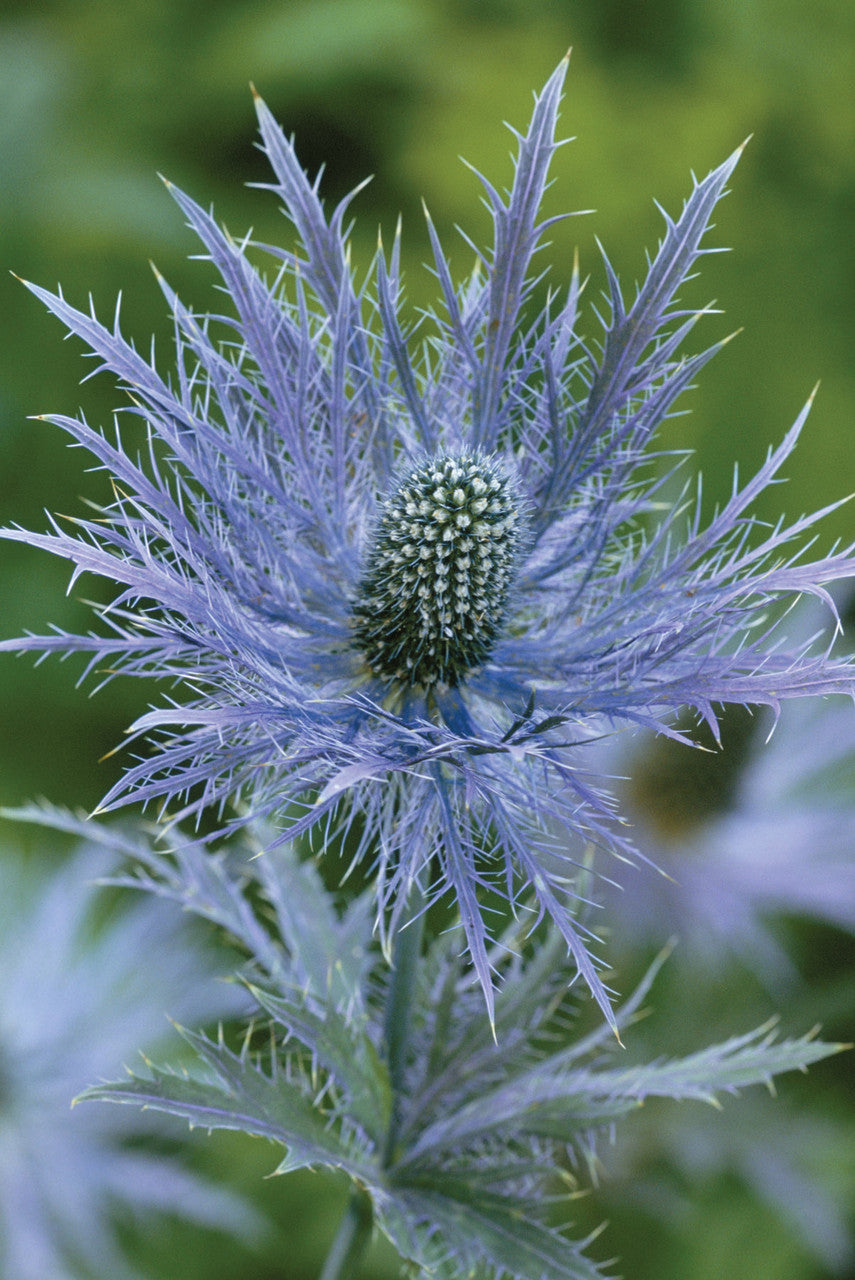 Eryngium alpinum