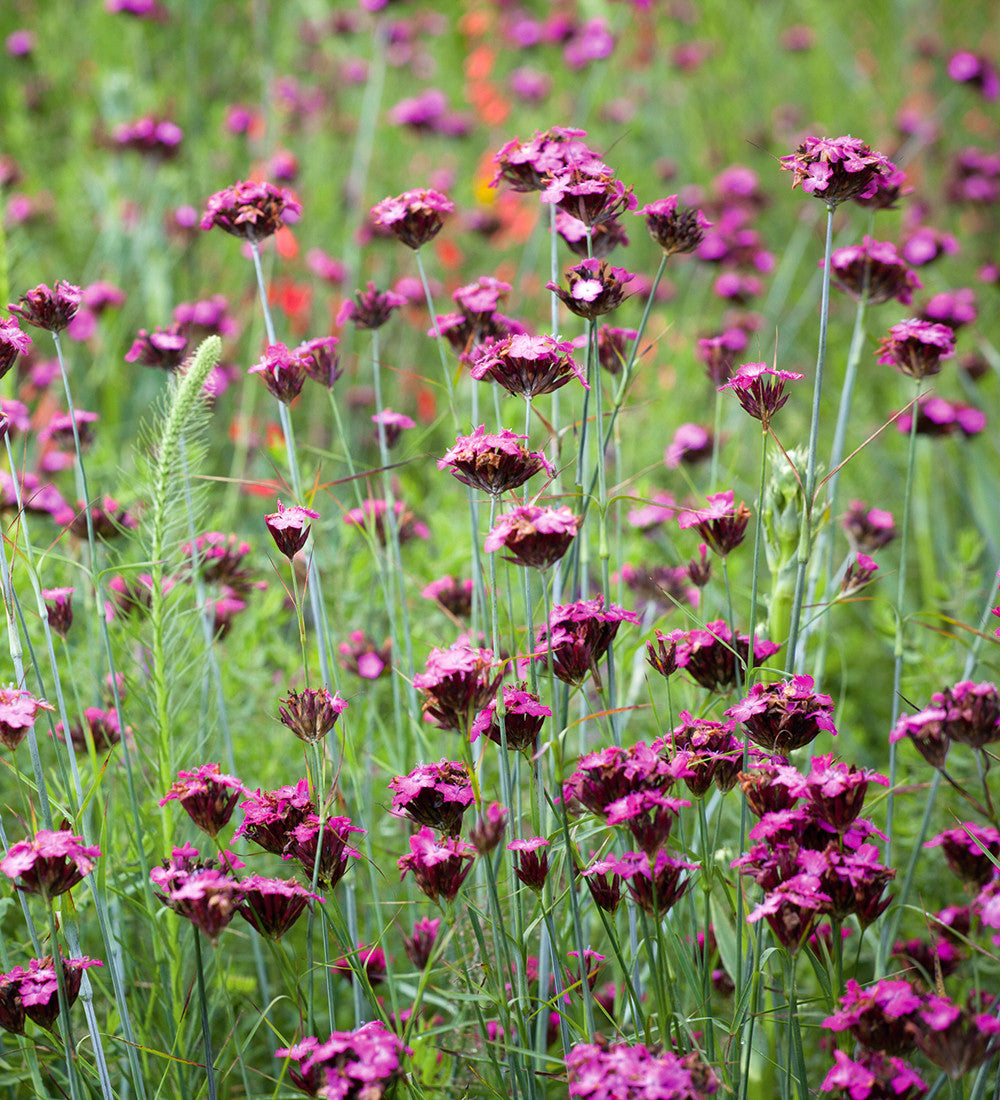 Dianthus carthusianorum