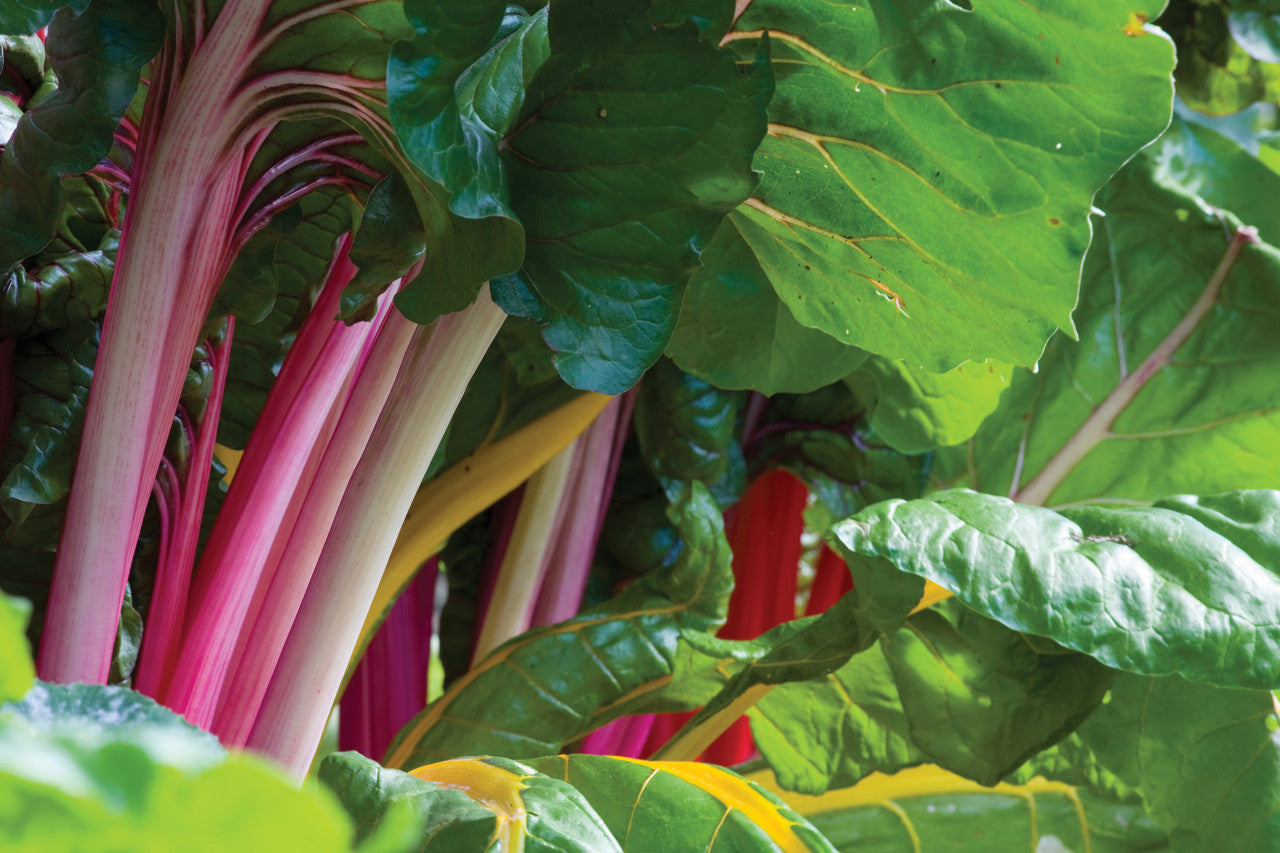 Chard 'Bright Lights'