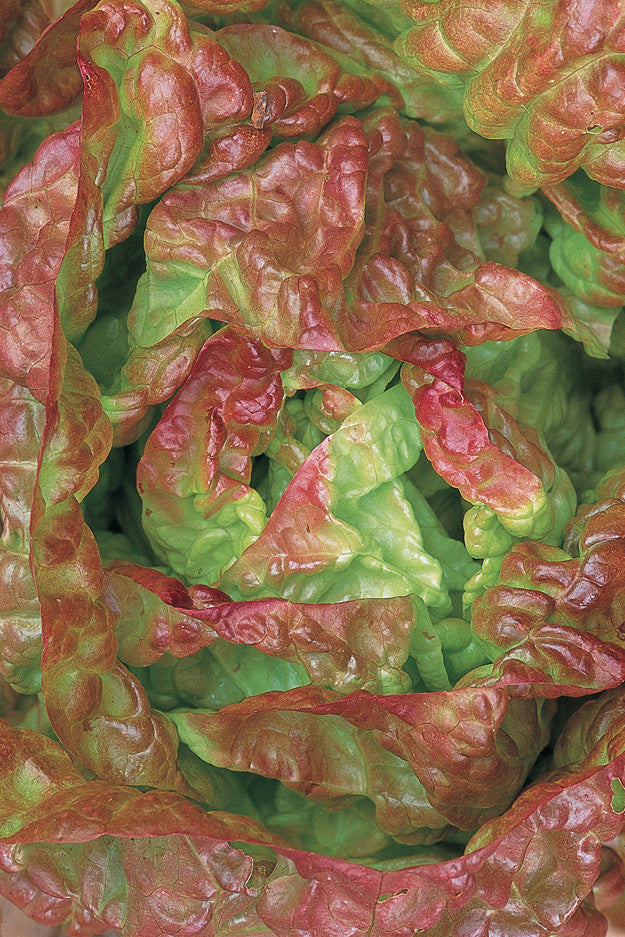 Lettuce 'Merveille de Quatre Saisons'