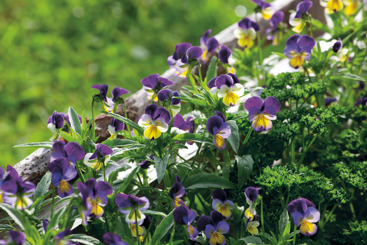 Heart's Ease (Viola tricolor)