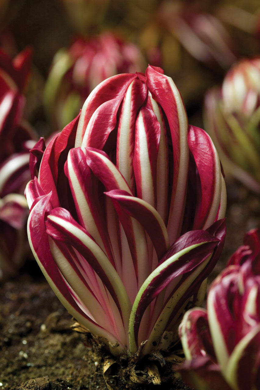 Chicory 'Rossa di Treviso Precoce'